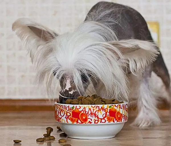 Chinese Chrested Dog (74 صورة): كم عدد الكلاب التي تعيشها السلالات الصينية المتفاعلة؟ إيجابيات وسلبيات الجراء المحتوى والأحجام والشخصية 12199_34