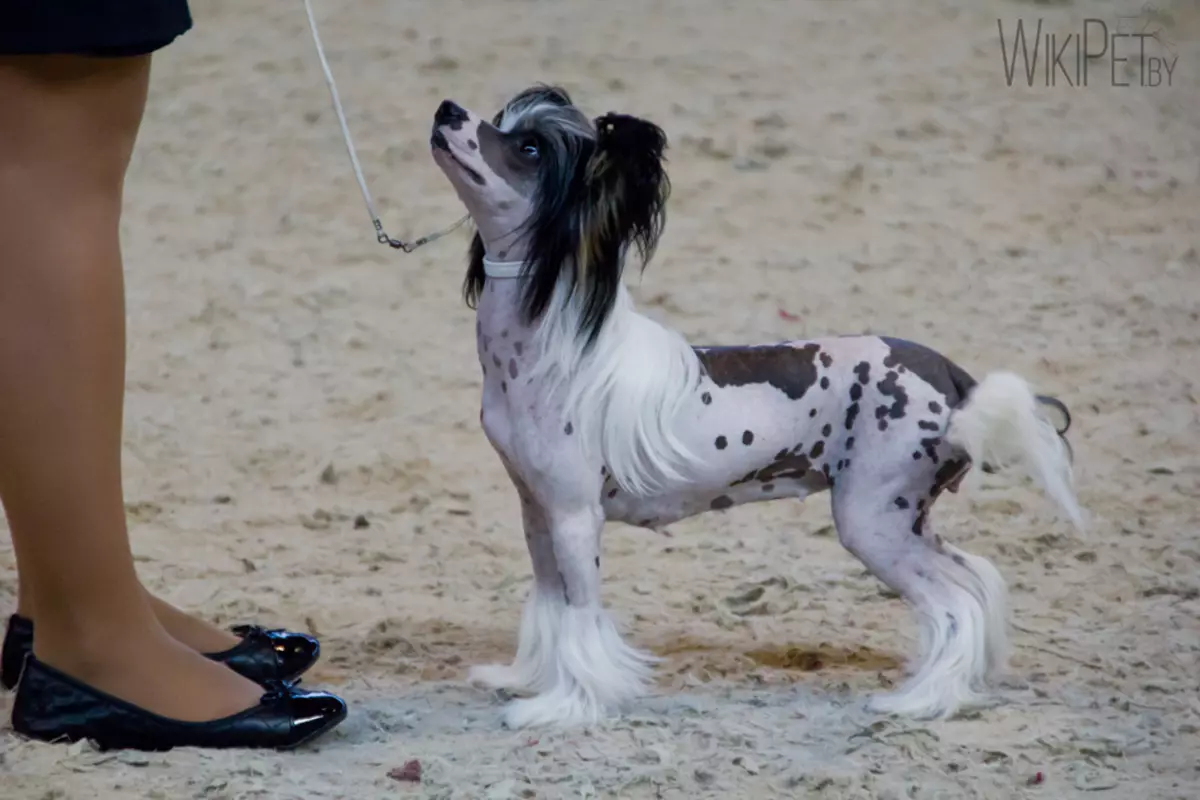 Gos amb cresta xinès (74 fotos): Quants gossos viuen les races cresta xinès? Pros i els contres de contingut cadells, mides i caràcter 12199_38