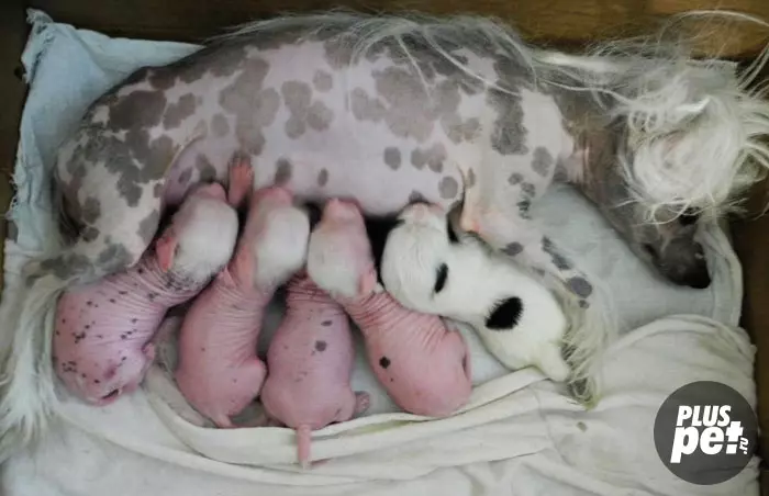 Chien chinois à crête (74 photos): Combien de chiens ne races Crested chinois vivent? Avantages et inconvénients des contenus des chiots, la taille et le caractère 12199_39