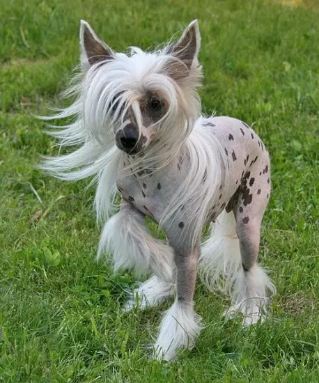 Qeni kinez Crested (74 foto): Sa qentë jetojnë racat kineze të kreshta? Pro dhe të këqijat e përmbajtjes së puppies, madhësive dhe karakterit 12199_4