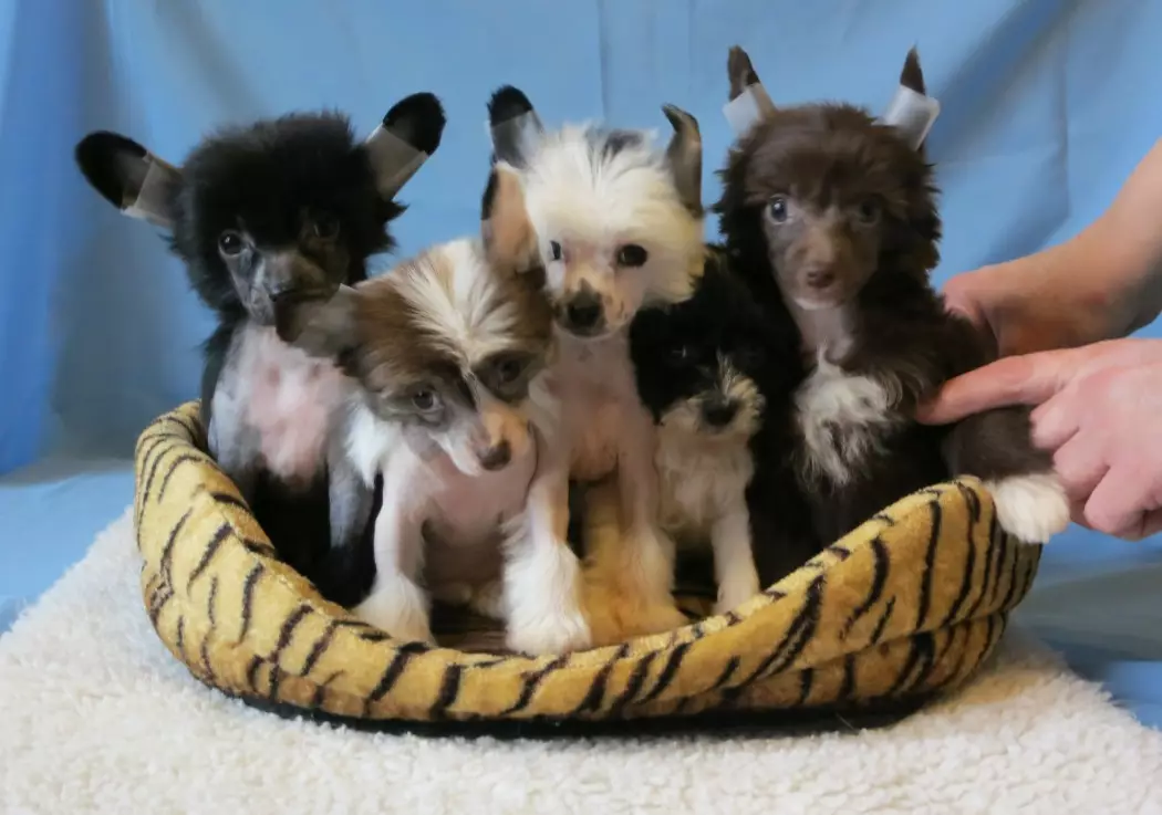 Chinesischer Haubenhund (74 Fotos): Wie viele Hunde machen chinesische Crested Rassen live? Vor- und Nachteile von Welpen Inhalt, Größen und Charakter 12199_40