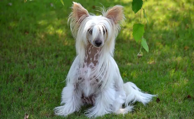 Chinese Chrested Dog (74 صورة): كم عدد الكلاب التي تعيشها السلالات الصينية المتفاعلة؟ إيجابيات وسلبيات الجراء المحتوى والأحجام والشخصية 12199_43