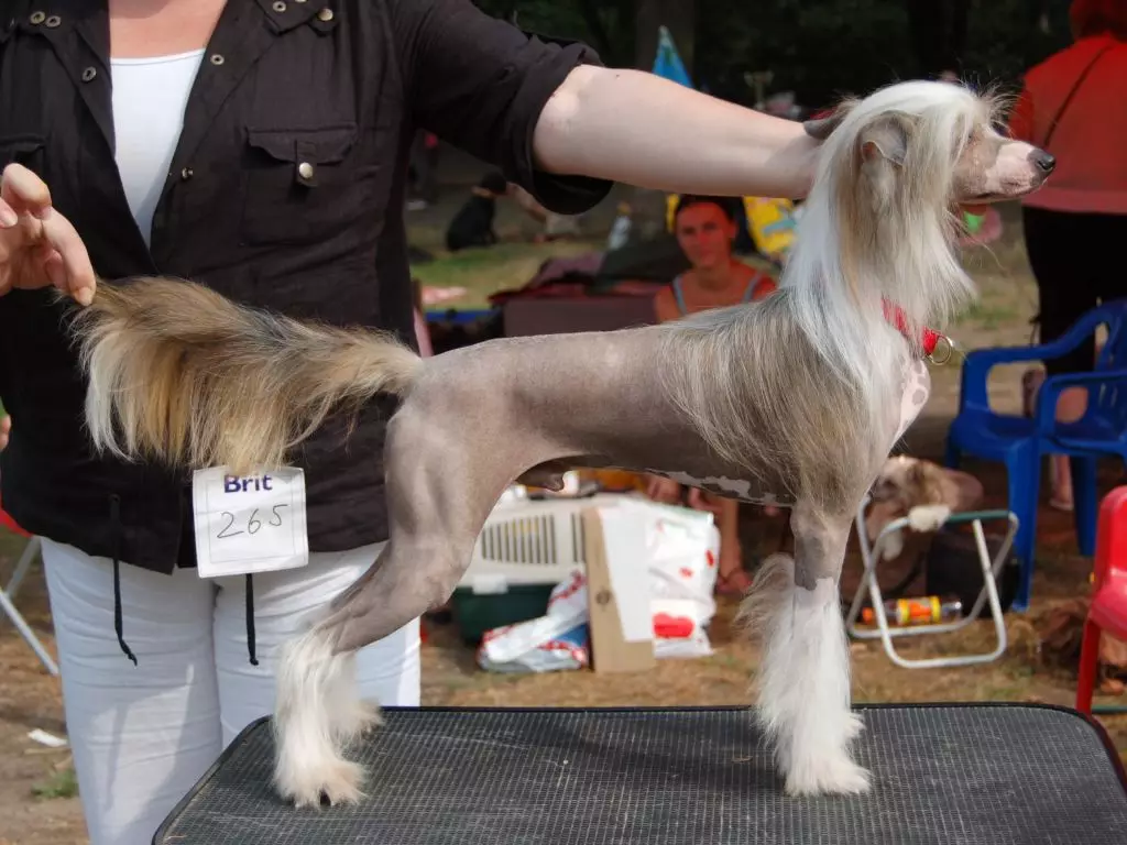 Qeni kinez Crested (74 foto): Sa qentë jetojnë racat kineze të kreshta? Pro dhe të këqijat e përmbajtjes së puppies, madhësive dhe karakterit 12199_56