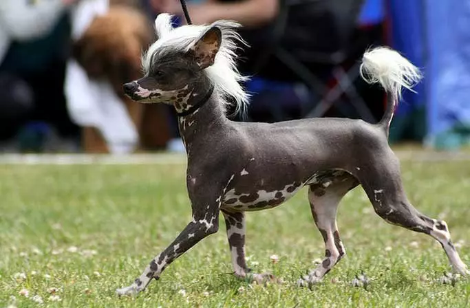 Chinesischer Haubenhund (74 Fotos): Wie viele Hunde machen chinesische Crested Rassen live? Vor- und Nachteile von Welpen Inhalt, Größen und Charakter 12199_6