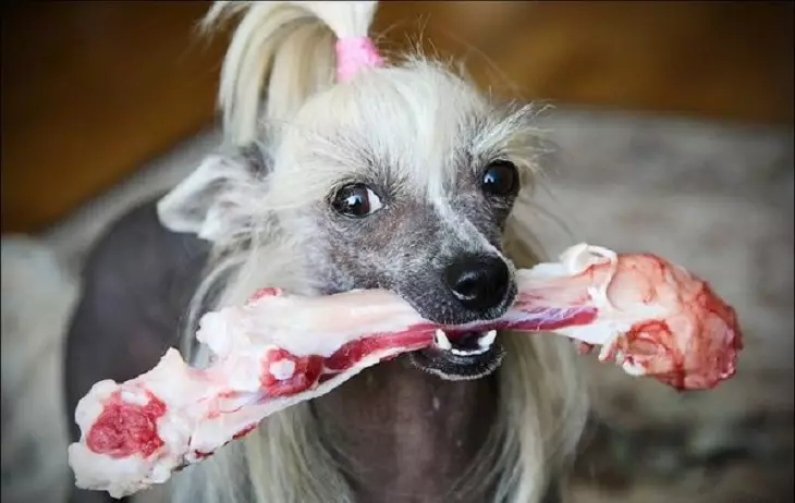 Chinese Chrested Dog (74 صورة): كم عدد الكلاب التي تعيشها السلالات الصينية المتفاعلة؟ إيجابيات وسلبيات الجراء المحتوى والأحجام والشخصية 12199_63