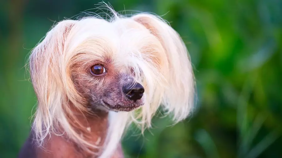 Chinesischer Haubenhund (74 Fotos): Wie viele Hunde machen chinesische Crested Rassen live? Vor- und Nachteile von Welpen Inhalt, Größen und Charakter 12199_74