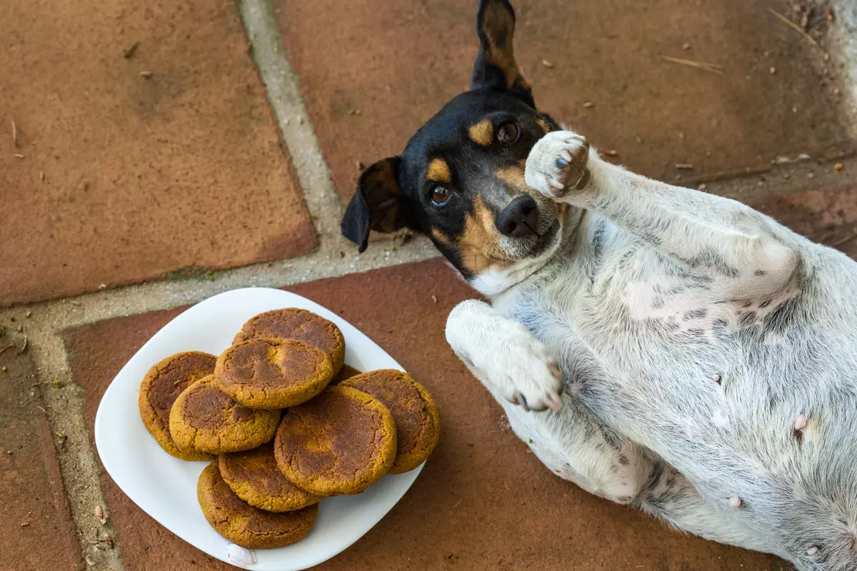 狗的曲奇饼：食谱来自燕麦和肝脏的烹饪饼干。如何制作狗美味？你可以给任何动物吗？ 12204_6