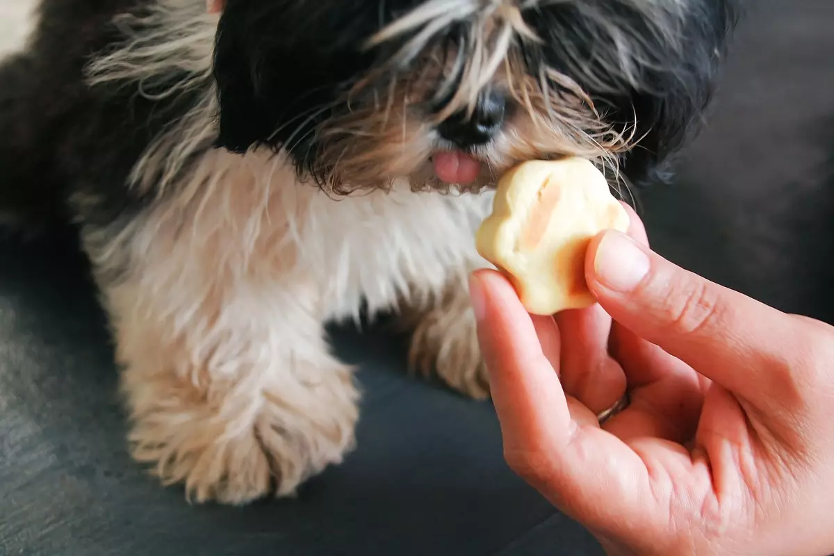 Нохойнд зориулсан жигнэмэг: Oatmeal ба элэгнээс жигнэмэг хийх жор. Нохойн амттан хэрхэн хийх вэ? Та ямар ч амьтанд өгч чадах уу? 12204_7