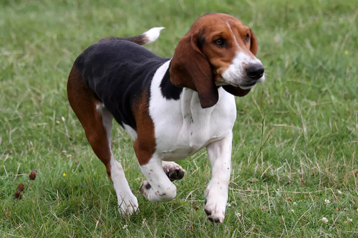 फॉक्स Haounds (30 तस्वीरें): अंग्रेजी और अमेरिकी फॉक्स Khounds का विवरण, नस्लों के चर और कुत्तों की विशेषताओं 12205_10