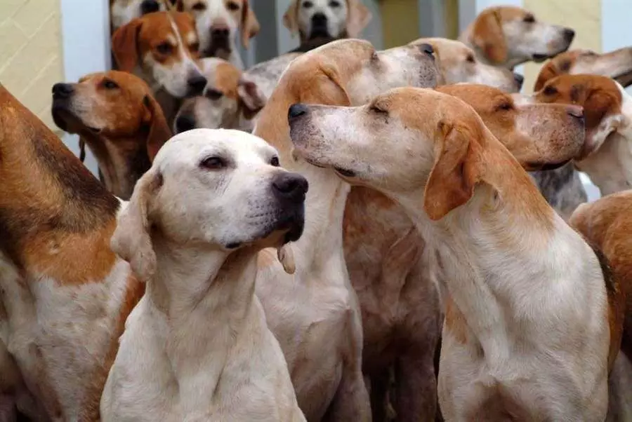 Fox Haounds (30 bilder): Beskrivning av engelska och amerikanska räv khounds, variabler av raser och egenskaper hos hundar 12205_11