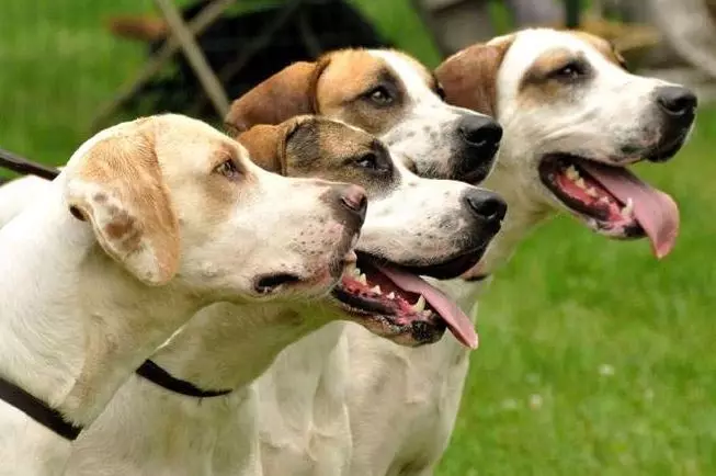 Fox Haounds (30 bilder): Beskrivning av engelska och amerikanska räv khounds, variabler av raser och egenskaper hos hundar 12205_12