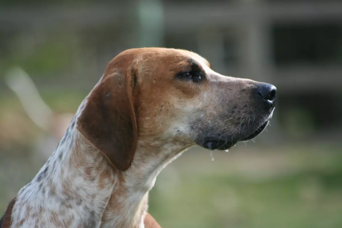 Fox Haounds (30 bilder): Beskrivning av engelska och amerikanska räv khounds, variabler av raser och egenskaper hos hundar 12205_13