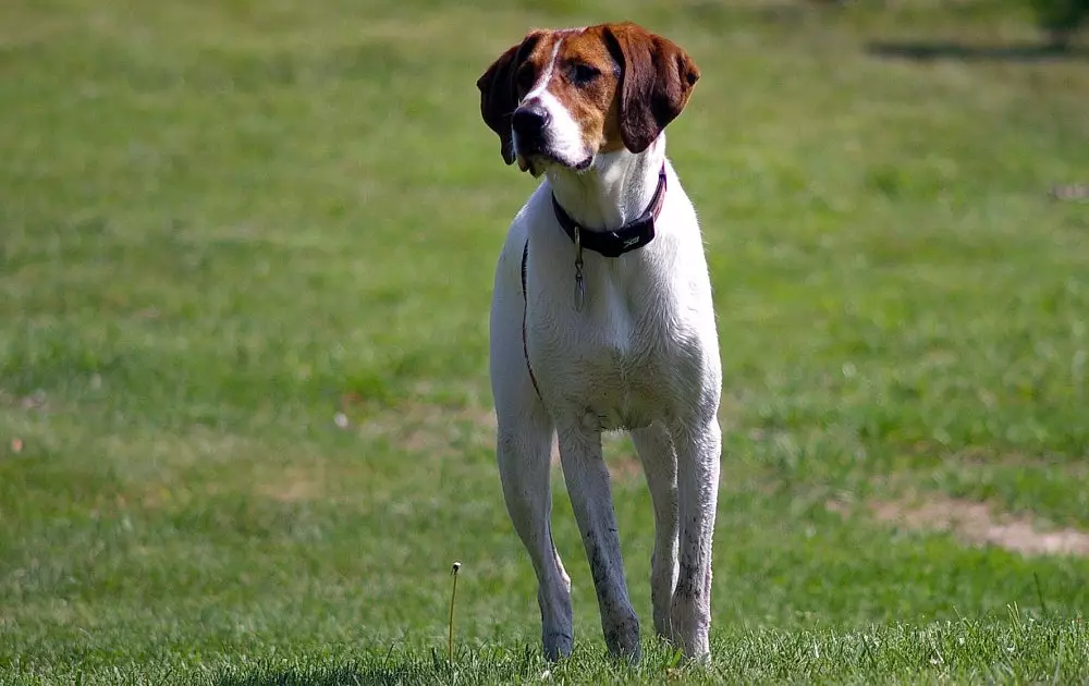 फॉक्स Haounds (30 तस्वीरें): अंग्रेजी और अमेरिकी फॉक्स Khounds का विवरण, नस्लों के चर और कुत्तों की विशेषताओं 12205_14