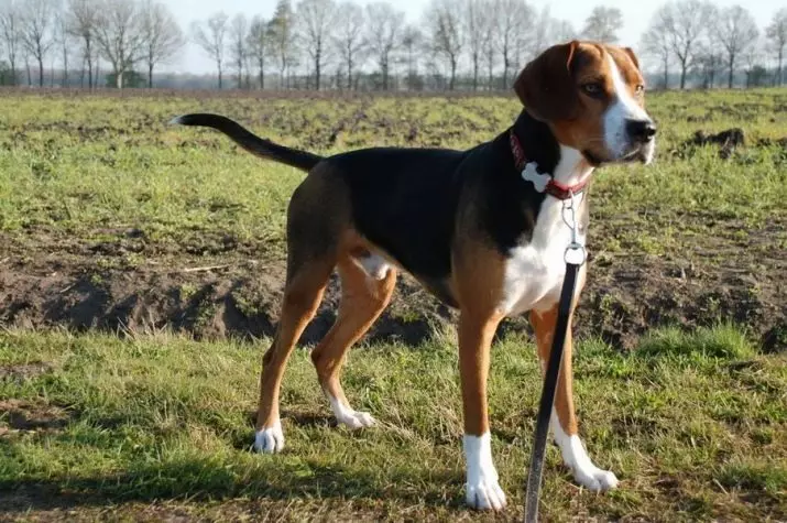 फॉक्स Haounds (30 तस्वीरें): अंग्रेजी और अमेरिकी फॉक्स Khounds का विवरण, नस्लों के चर और कुत्तों की विशेषताओं 12205_2