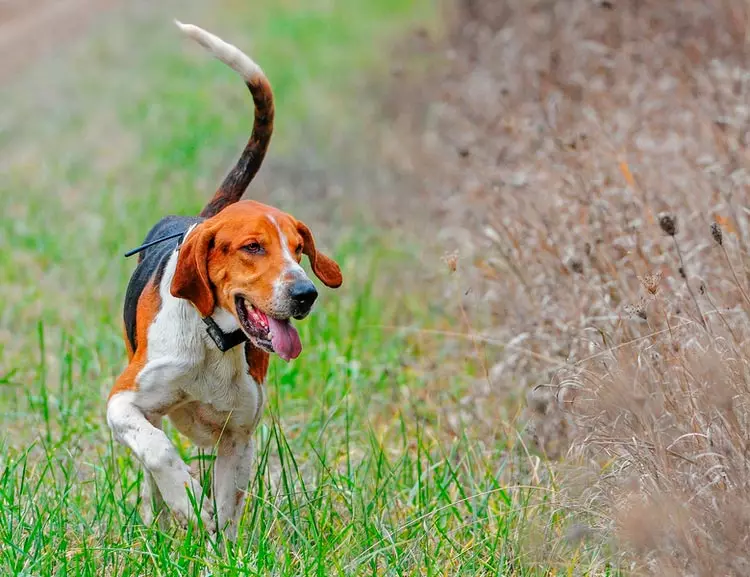 Fox Haounds (30 bilder): Beskrivning av engelska och amerikanska räv khounds, variabler av raser och egenskaper hos hundar 12205_23