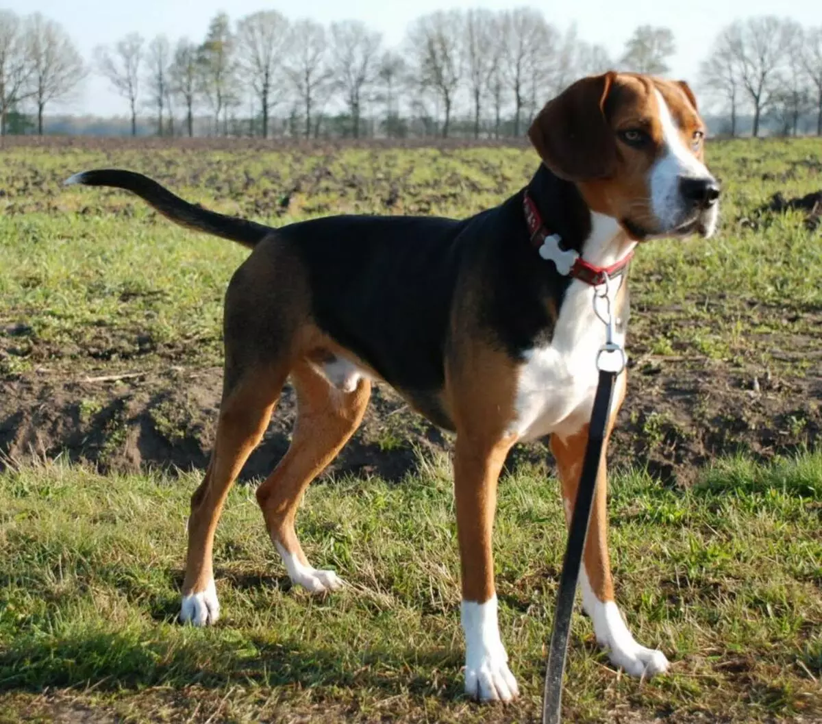 Fox Haounds (30 foto): Deskripsi Bahasa Inggris dan American Fox Khounds, Variabel Breed dan Karakteristik Anjing 12205_24