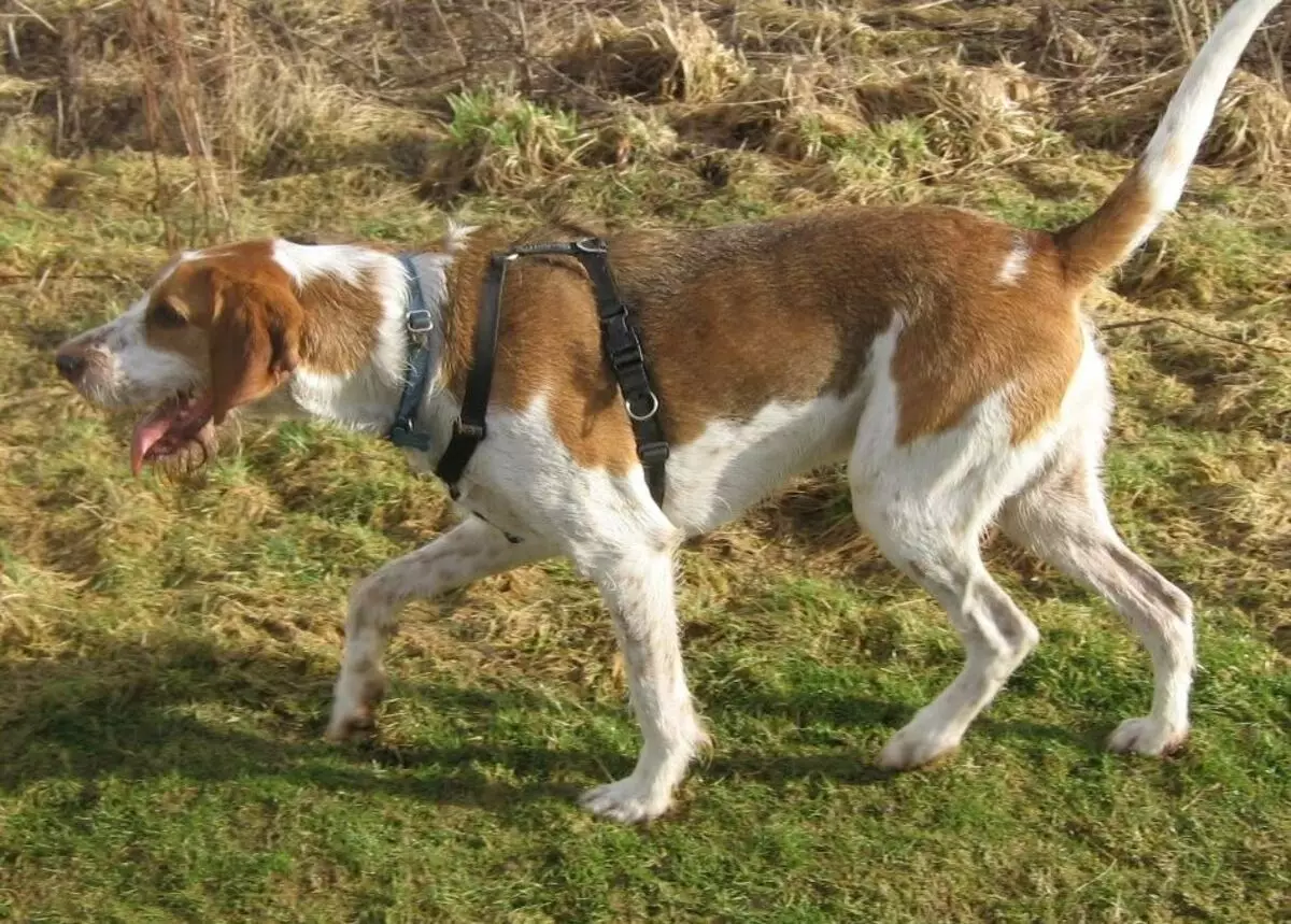 Fox Haounds (30 bilder): Beskrivning av engelska och amerikanska räv khounds, variabler av raser och egenskaper hos hundar 12205_6