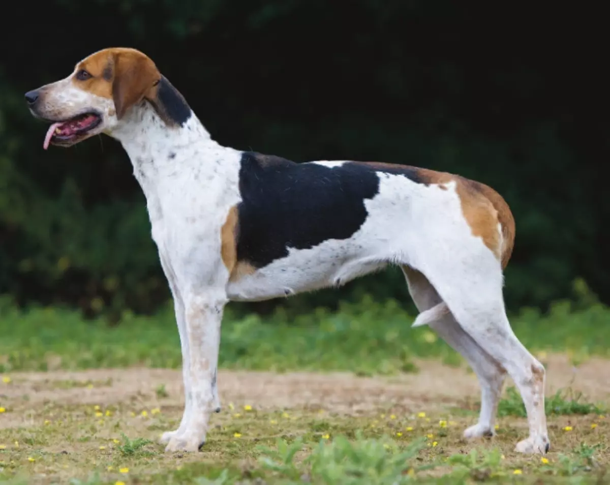 फॉक्स Haounds (30 तस्वीरें): अंग्रेजी और अमेरिकी फॉक्स Khounds का विवरण, नस्लों के चर और कुत्तों की विशेषताओं 12205_9