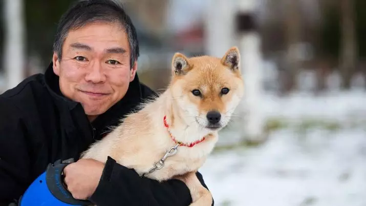 Pasmo psov Hokkaido (29 fotografij): Opis psov pasme Aino-Ken, značilnosti njihove vsebine 12209_14