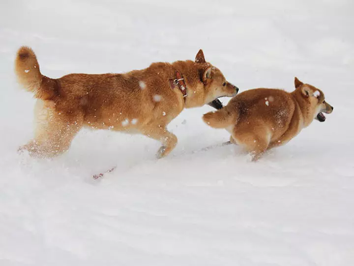 کتے کی نسل Hokkaido (29 فوٹو): نسل کے کتوں کی وضاحت Aine-Ken، ان کے مواد کی خصوصیات 12209_15