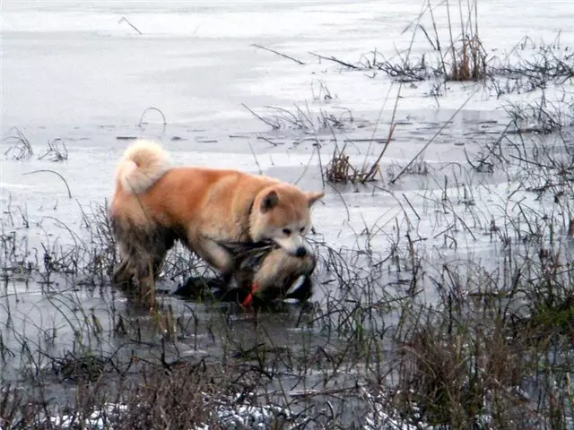 Tõug koerte Hokkaido (29 fotot): Koerte kirjeldus Aino-Ken, omadused oma sisu 12209_16
