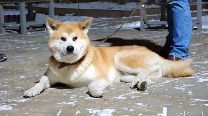 גזע של כלבים Hokkaido (29 תמונות): תיאור של כלבים של גזע Aino-Ken, את התכונות של התוכן שלהם 12209_17