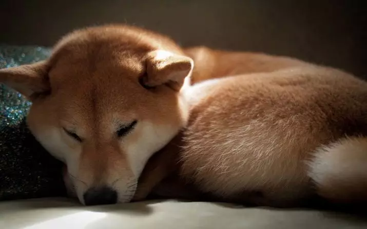 Pasmo psov Hokkaido (29 fotografij): Opis psov pasme Aino-Ken, značilnosti njihove vsebine 12209_18