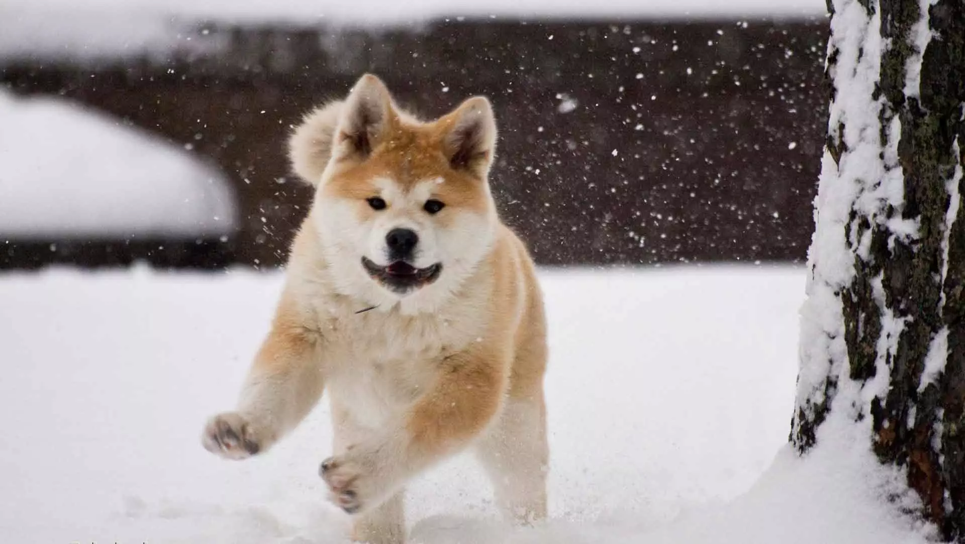 Breed of Dogs Hokkaido (29 Bilder): Beskrivelse av hunder av rase Aino-Ken, funksjonene i deres innhold 12209_20