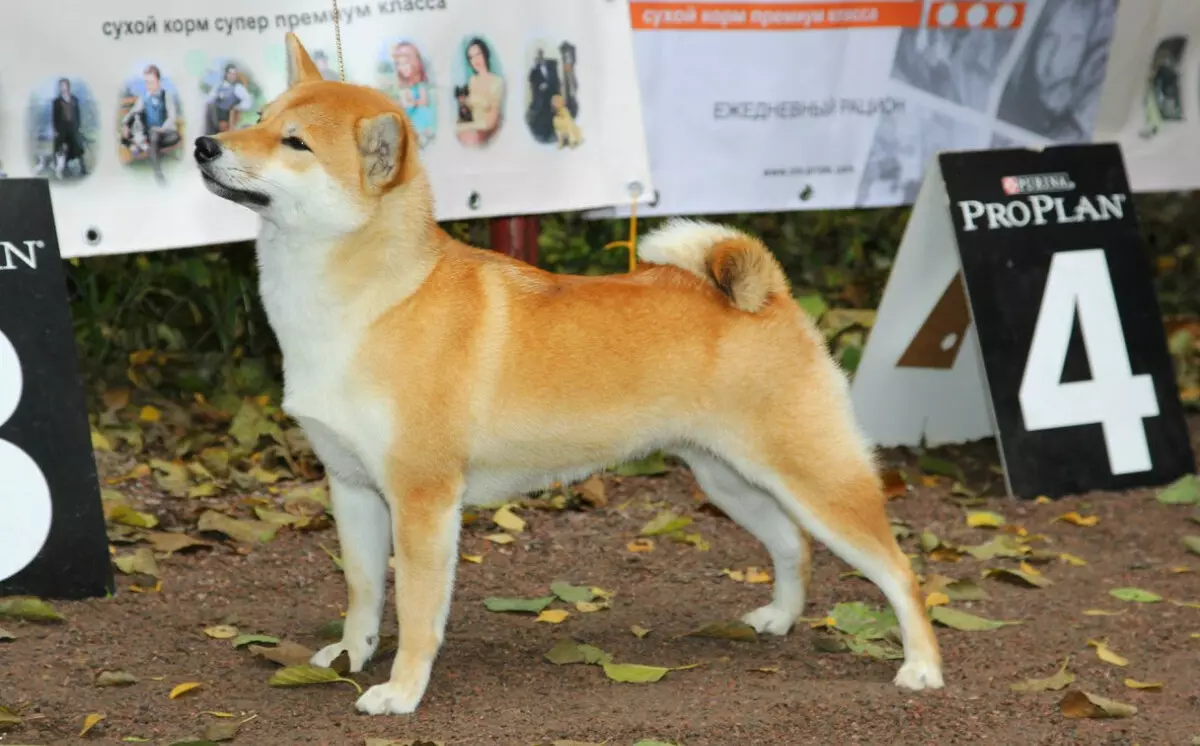 تربية الكلاب هوكايدو (29 صور): وصف الكلاب من سلالة أينو كين، ملامح محتواها 12209_28