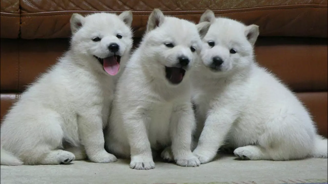 Raça de gossos Hokkaido (29 fotos): Descripció dels gossos de raça Aino-Ken, les característiques del seu contingut 12209_3