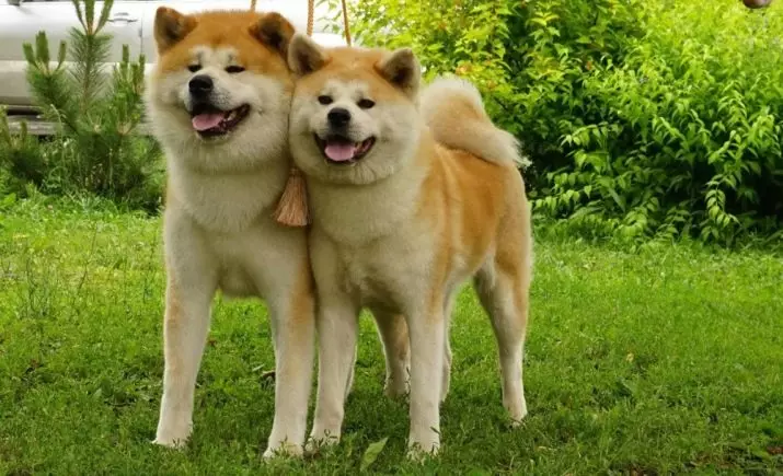 Raza de cans Hokkaido (29 fotos): descrición de cans de raza Aino-Ken, as características do seu contido 12209_9