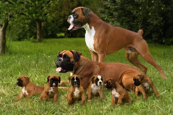 Anjing tanpa ekor (16 gambar): Apakah baka kecil dan besar anjing dilahirkan tanpa ekor? Bagaimana untuk memilih anjing? 12213_12