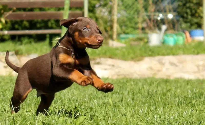 Cães sem cauda (16 fotos): O que são raças pequenas e grandes de cães nascem sem caudas? Como escolher um cachorrinho? 12213_14