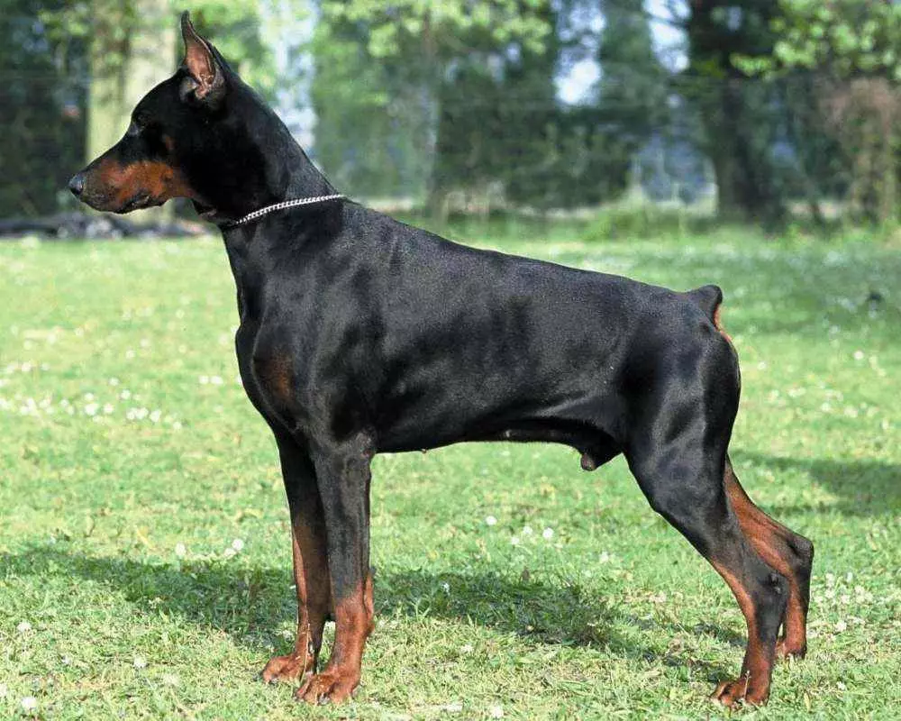 Psi bez ocasu (16 fotek): Co jsou malé a velká plemena psů se rodí bez ocasů? Jak si vybrat štěně? 12213_15