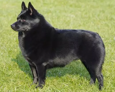 Cães sem cauda (16 fotos): O que são raças pequenas e grandes de cães nascem sem caudas? Como escolher um cachorrinho? 12213_3
