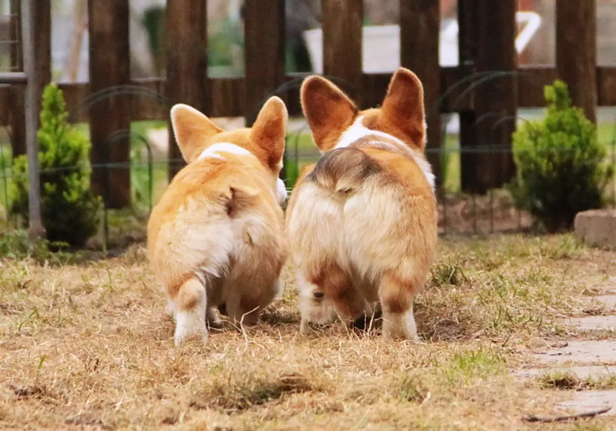 Psi bez ocasu (16 fotek): Co jsou malé a velká plemena psů se rodí bez ocasů? Jak si vybrat štěně? 12213_8