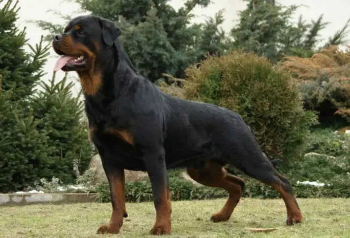 Cães sem cauda (16 fotos): O que são raças pequenas e grandes de cães nascem sem caudas? Como escolher um cachorrinho? 12213_9