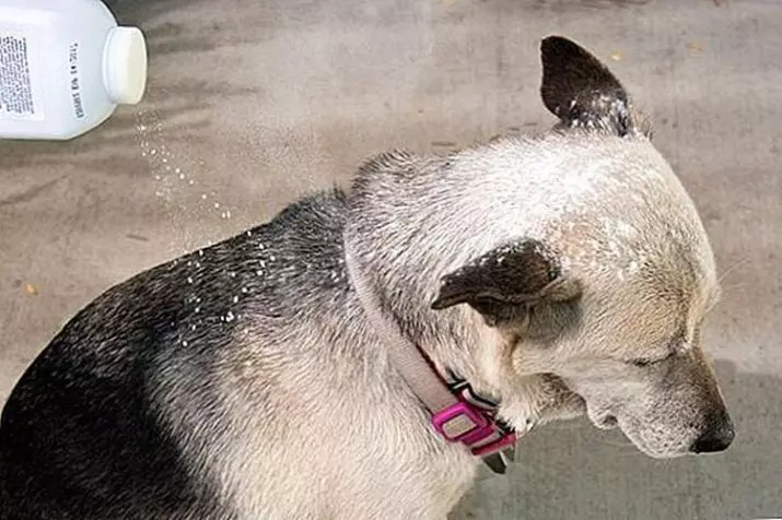 Trockenes Shampoo für Hunde: Arten und Merkmale ihrer Verwendung 12215_10