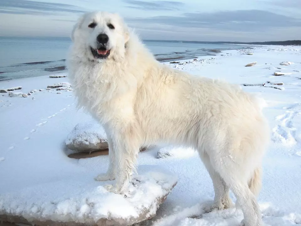 Pyrenean Mountain Dog (45 foto): Deskripsi Anjing Besar, Ukuran Anak Anjing dari Breed Pyrenean. Pilihan warna 12217_13