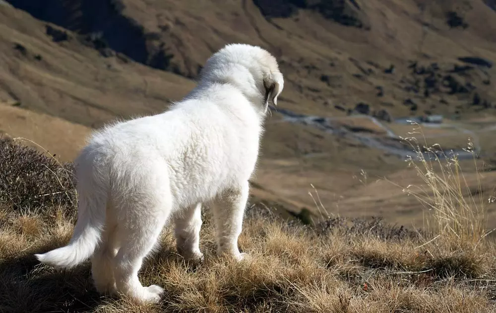 כלב ההר Pyrenean (45 תמונות): תיאור של כלבים גדולים, גדלים של גורים של גזע pyrenean. אופציות צבע 12217_14