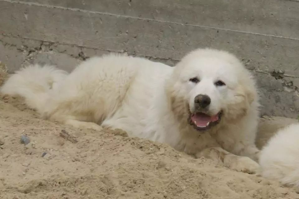 Pyreneellinen Mountain Dog (45 kuvaa): Kuvaus suurista koirista, Pyreneiden rodun pentujen koot. Vaihtoehdot väri 12217_17