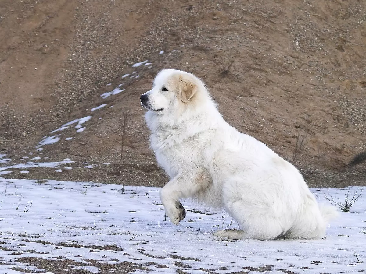 Pyrenean Mountain Dog (45 foto): Deskripsi Anjing Besar, Ukuran Anak Anjing dari Breed Pyrenean. Pilihan warna 12217_23
