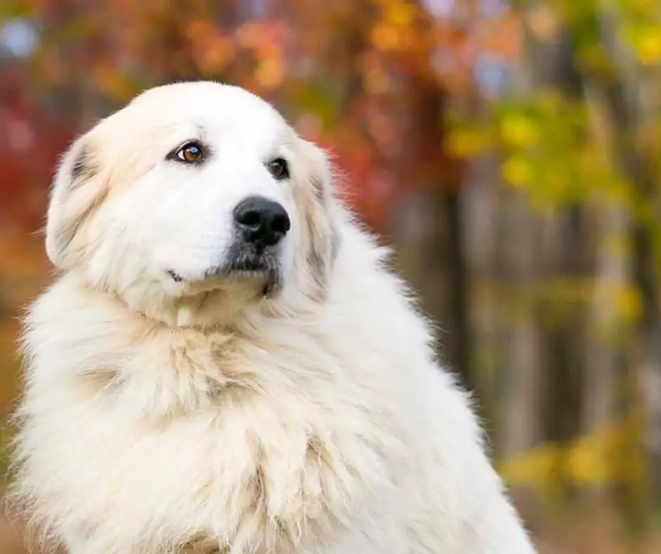 Pyreneellinen Mountain Dog (45 kuvaa): Kuvaus suurista koirista, Pyreneiden rodun pentujen koot. Vaihtoehdot väri 12217_3