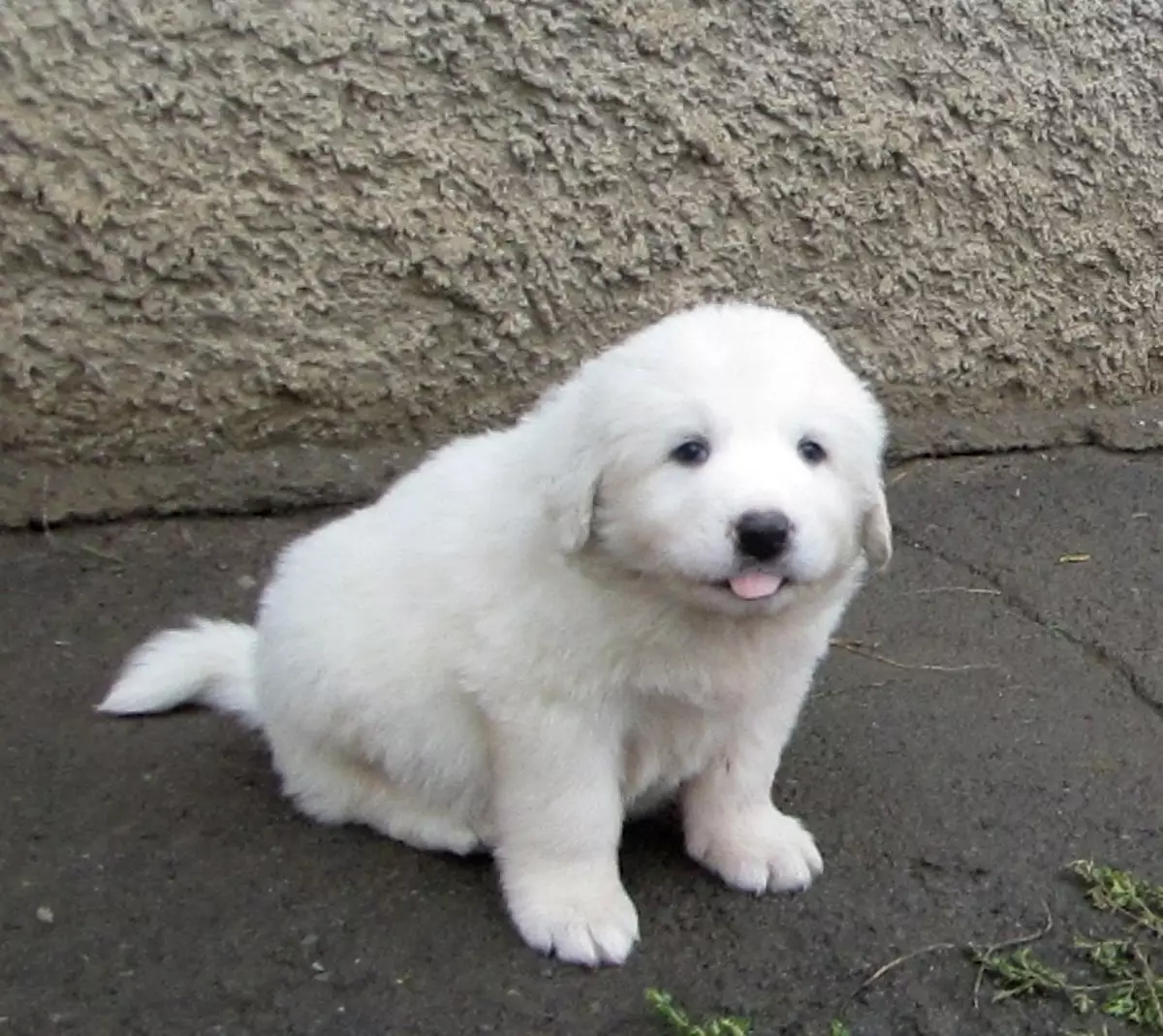 Pyreneellinen Mountain Dog (45 kuvaa): Kuvaus suurista koirista, Pyreneiden rodun pentujen koot. Vaihtoehdot väri 12217_30