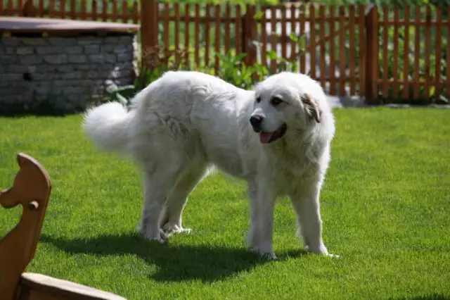 Pyrenean Mountain Dog (45 foto): Deskripsi Anjing Besar, Ukuran Anak Anjing dari Breed Pyrenean. Pilihan warna 12217_35