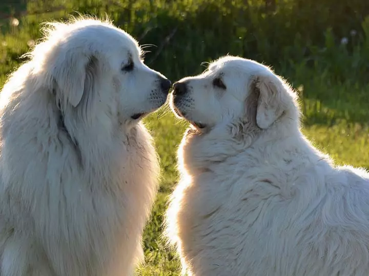 Pyrenean Mountain Dog (45 foto): Deskripsi Anjing Besar, Ukuran Anak Anjing dari Breed Pyrenean. Pilihan warna 12217_4