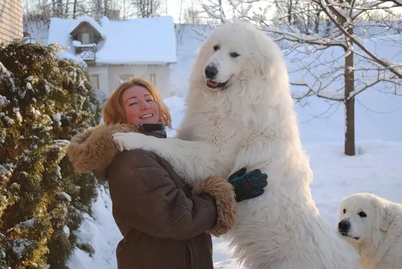 Pyreneellinen Mountain Dog (45 kuvaa): Kuvaus suurista koirista, Pyreneiden rodun pentujen koot. Vaihtoehdot väri 12217_45