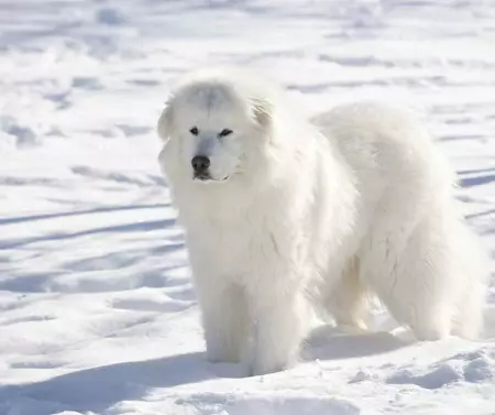 Pyreneellinen Mountain Dog (45 kuvaa): Kuvaus suurista koirista, Pyreneiden rodun pentujen koot. Vaihtoehdot väri 12217_5