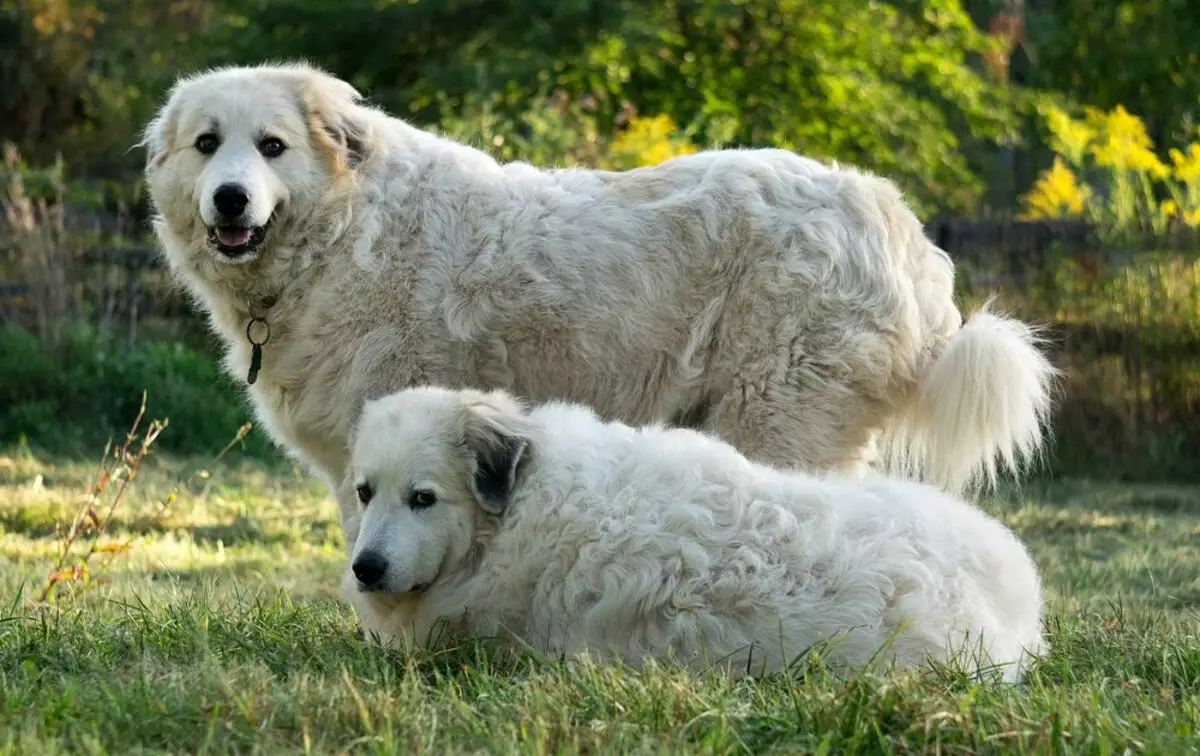 כלב ההר Pyrenean (45 תמונות): תיאור של כלבים גדולים, גדלים של גורים של גזע pyrenean. אופציות צבע 12217_6