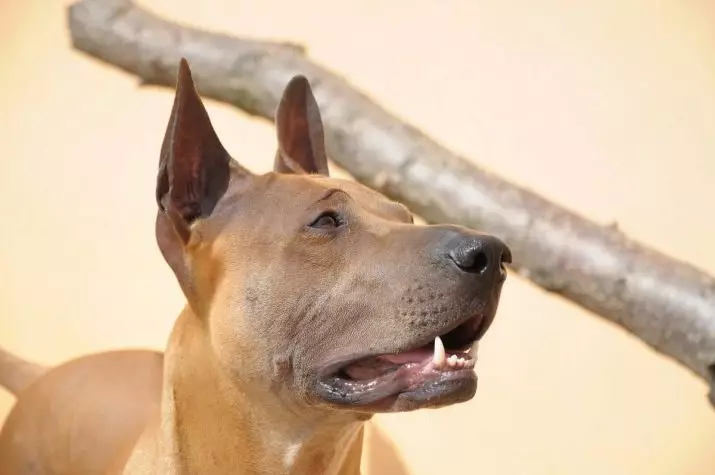 タイ・リッジバック・ドッグ（79枚の写真）：品種の説明、子犬や成犬の性格の特徴を、Ridgebackの所有者のレビュー 12223_11